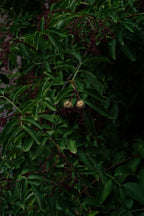 MONET Clip plaqué or